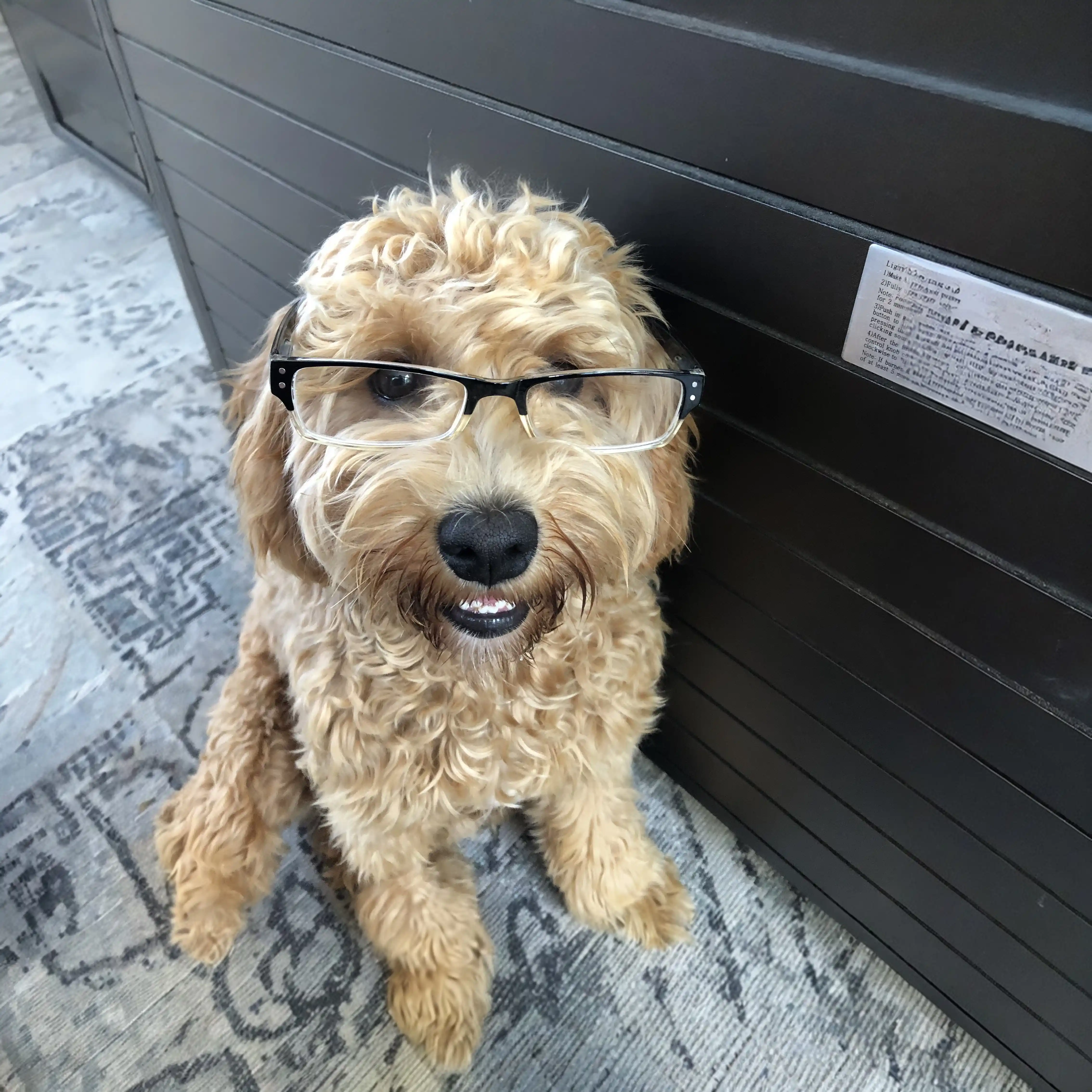 Abby (Dog), Family Law Attorney at Condon Family Law &amp; Mediation